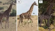 Scientists Discover Two Dwarf Giraffes In Africa