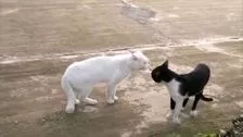 Cats 'fighting' on the street