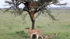 È il mio turno! Scene esilaranti con i leoni che usano l'albero come parco giochi