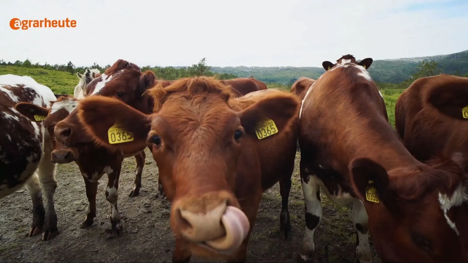 Verblüffende Forschung: Warum Rinder in der Herde schlecken