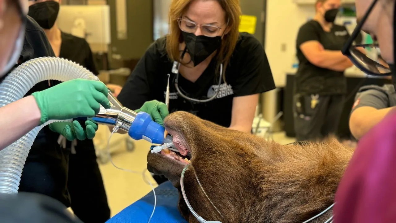 Der pelzige Patient: Hier schnarcht sich ein Bär durch seine Zahnbehandlung