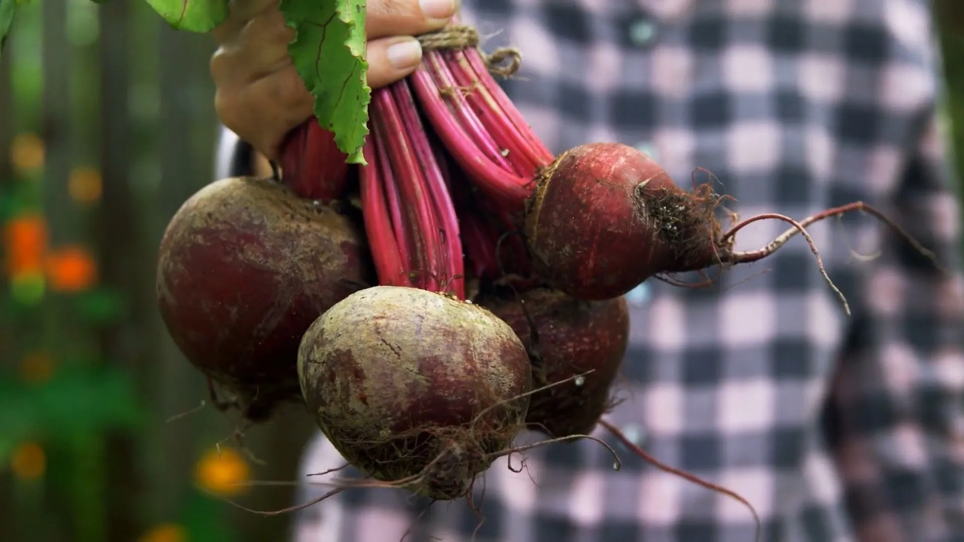 Die Rote Beete kann sehr viel!