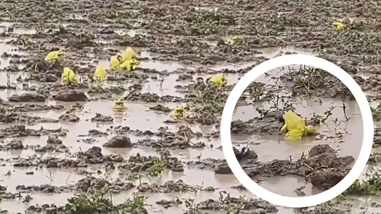 Landbewohner überrascht: Gelbe Frösche tauchen in Indien auf Feldern auf