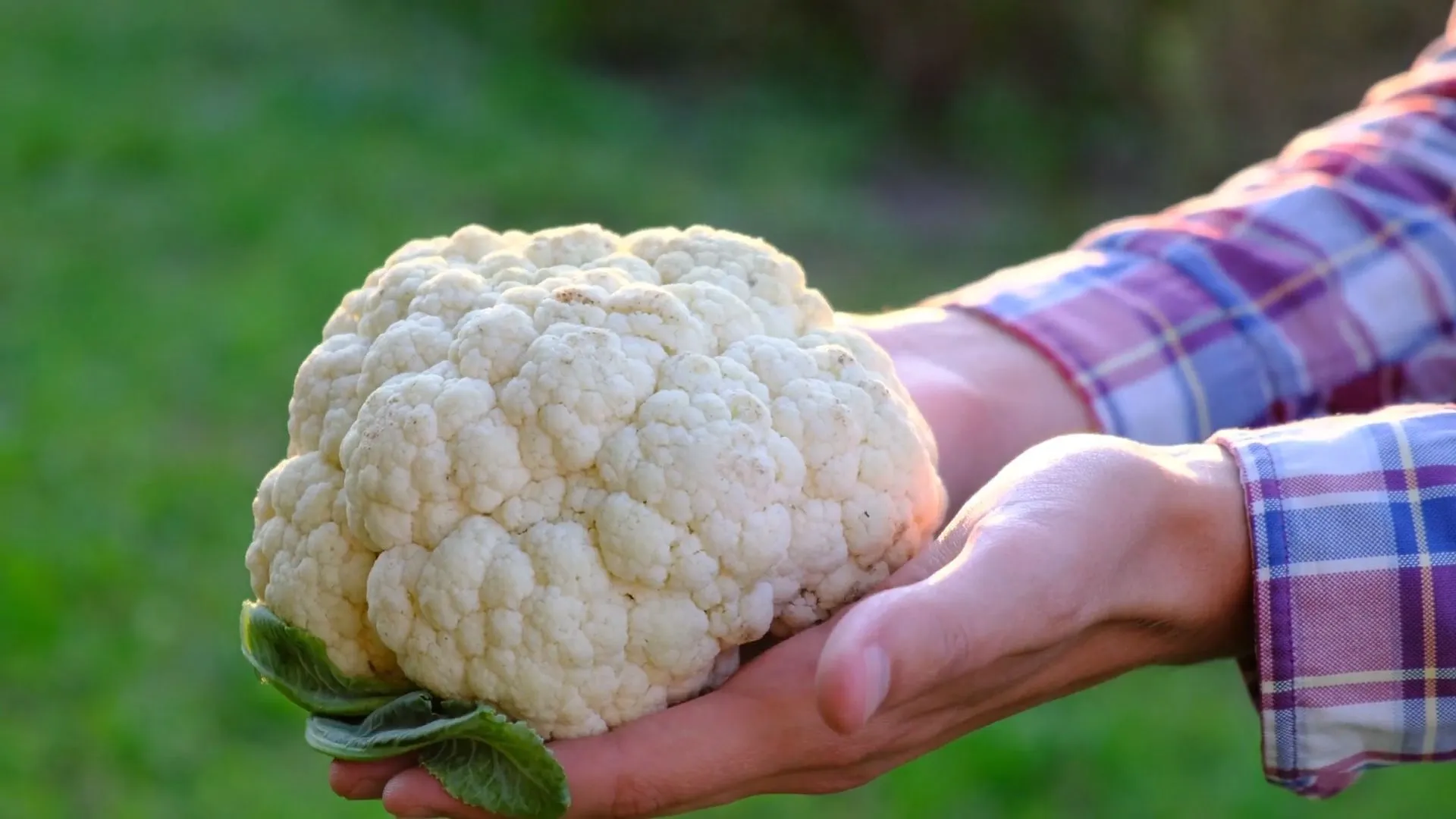 Das Supergemüse Blumenkohl