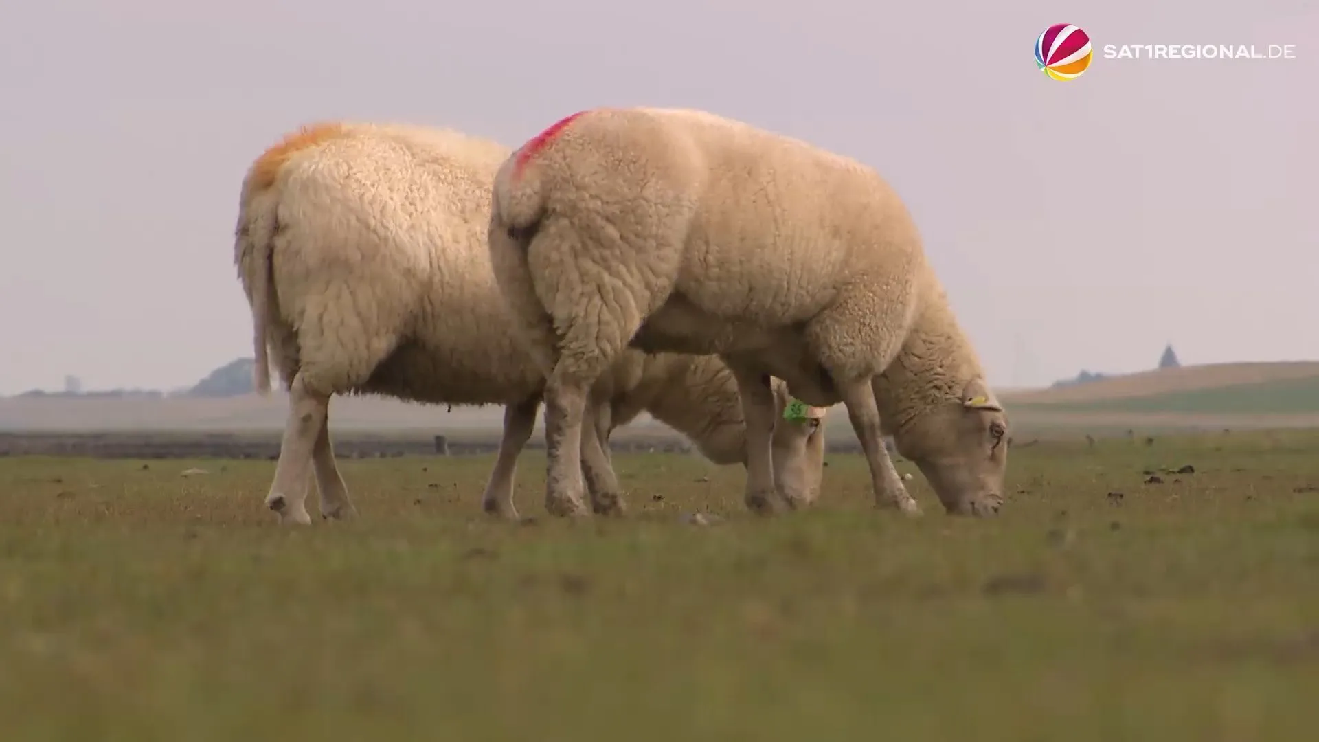 Blauzungenkrankheit: Viele Deiche in Schleswig-Holstein gesperrt