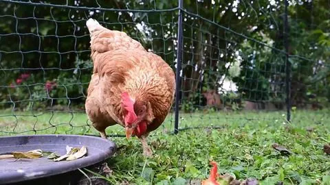 Tierrische Mitbewohner auf Zeit: Hühnerverleih in Baden-Württemberg