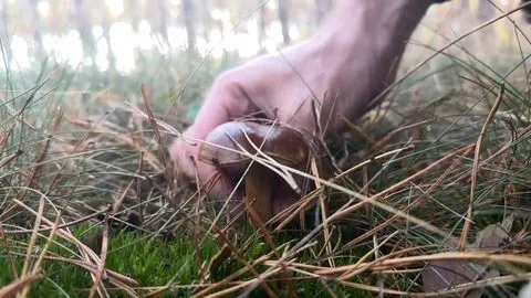 Gift oder Genuss? Was beim Pilzsammeln zu beachten ist