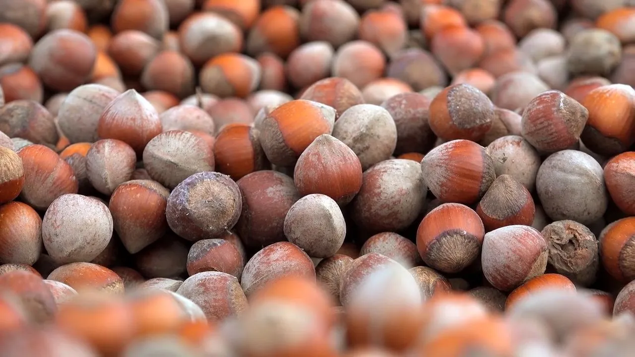 Haselnüsse als Snack in der gesunden Ernährung