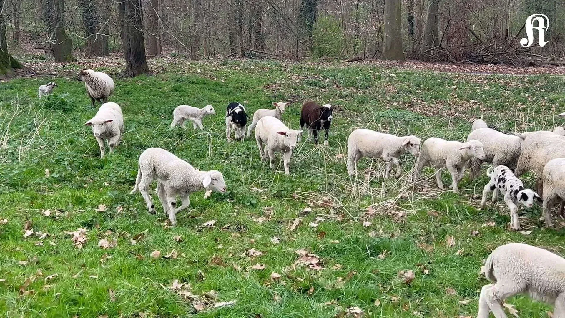 Kölner Schafe unterwegs im Grüngürtel
