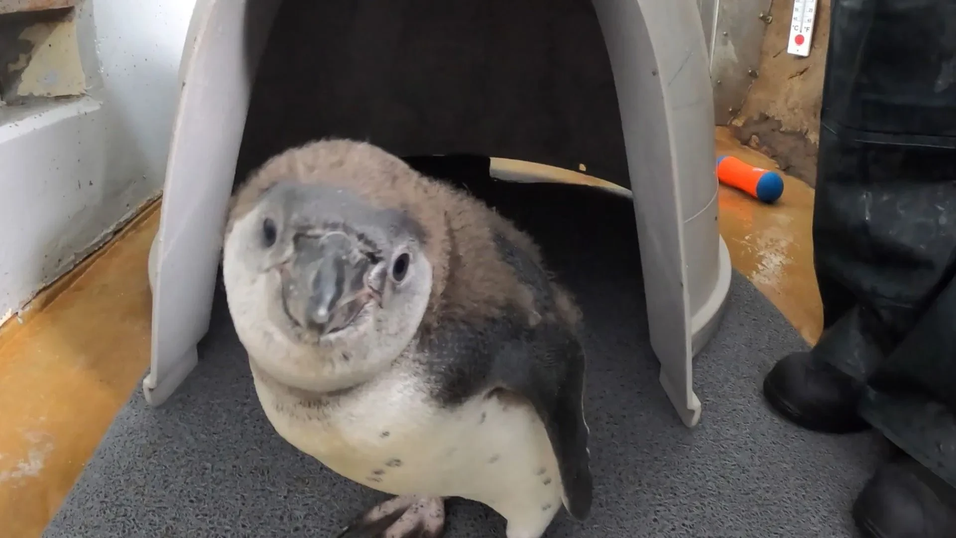 Ganz ohne Schwimmunterricht: Kleiner Pinguin geht zum ersten Mal baden