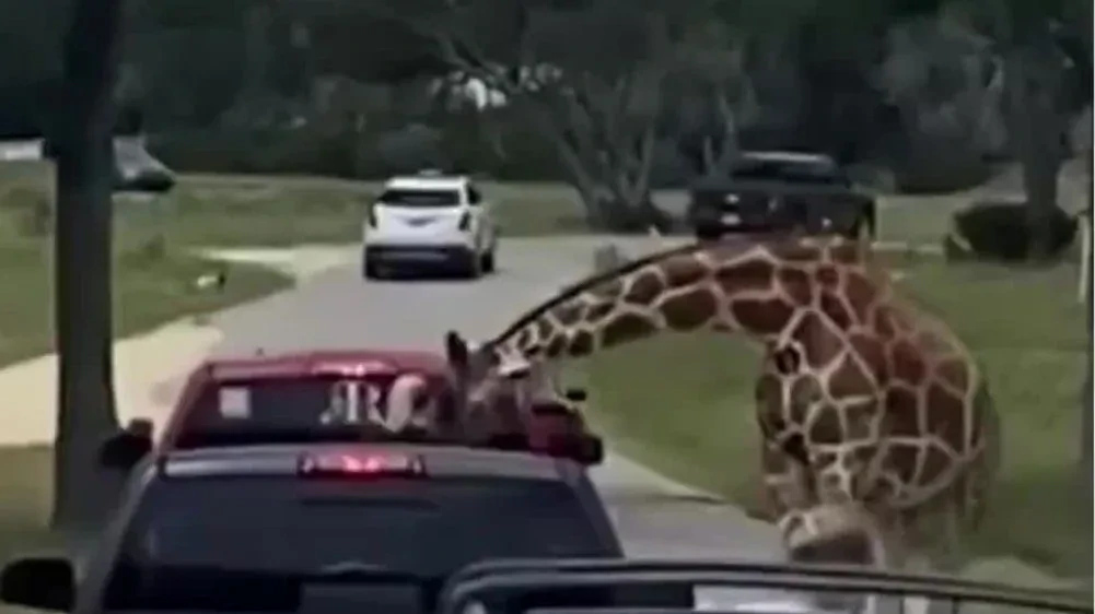 Schreck im Safari-Park: Giraffe "klaut" Kleinkind aus Auto