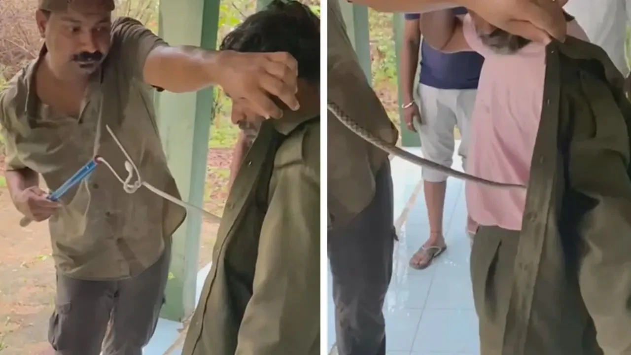 Mann hat Giftschlange in der Jacke: Schlangenfänger braucht Fingerspitzengefühl