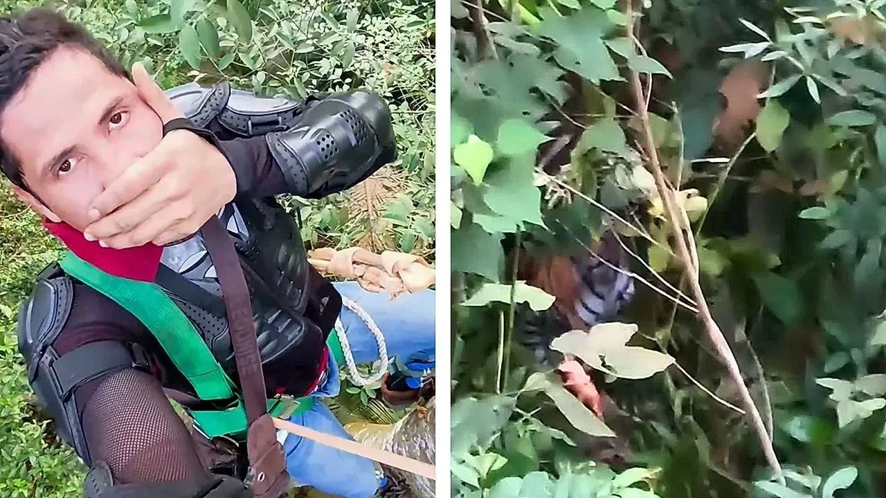 Terrified hiker clings to tree as hungry tiger waits for prey