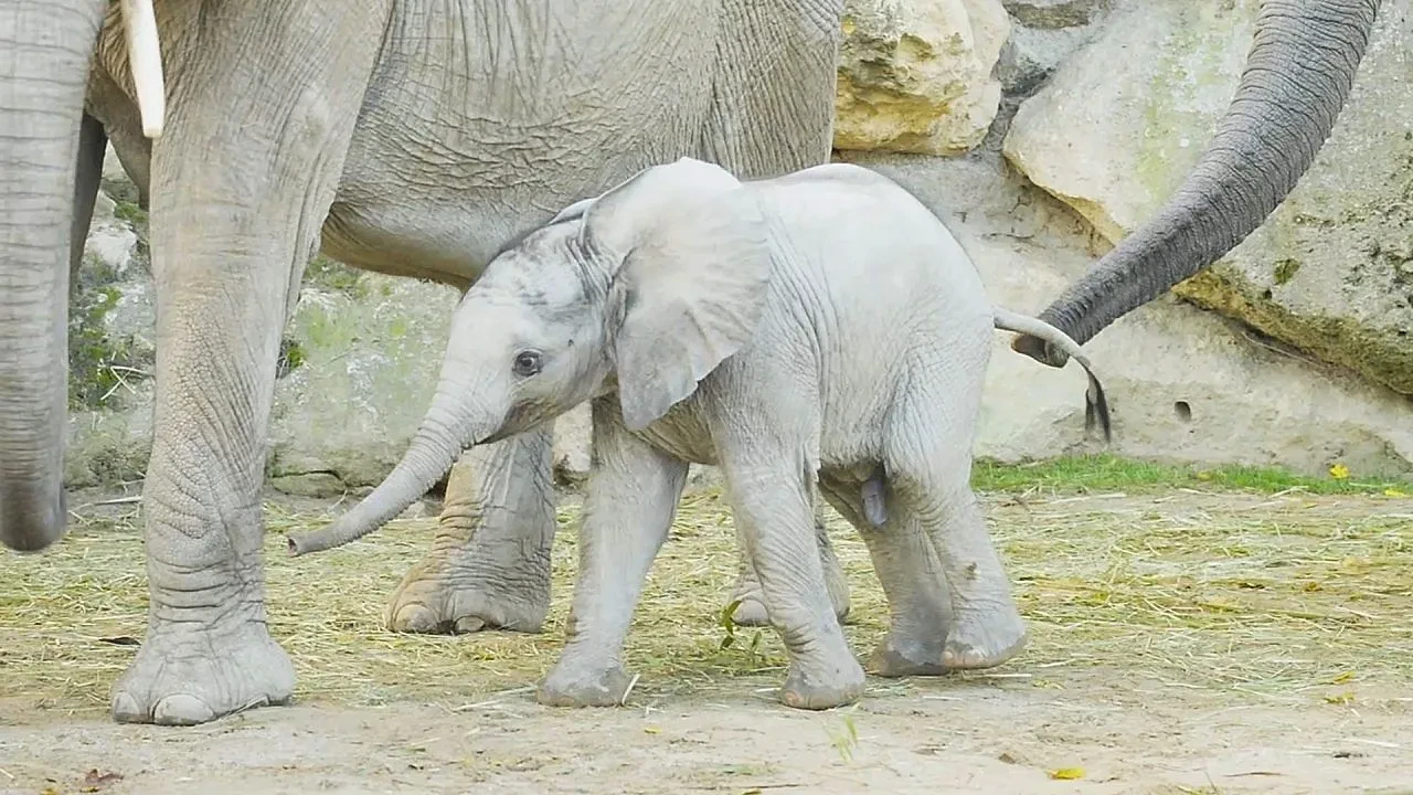 Elefante bebê encanta visitantes no zoológico de Viena