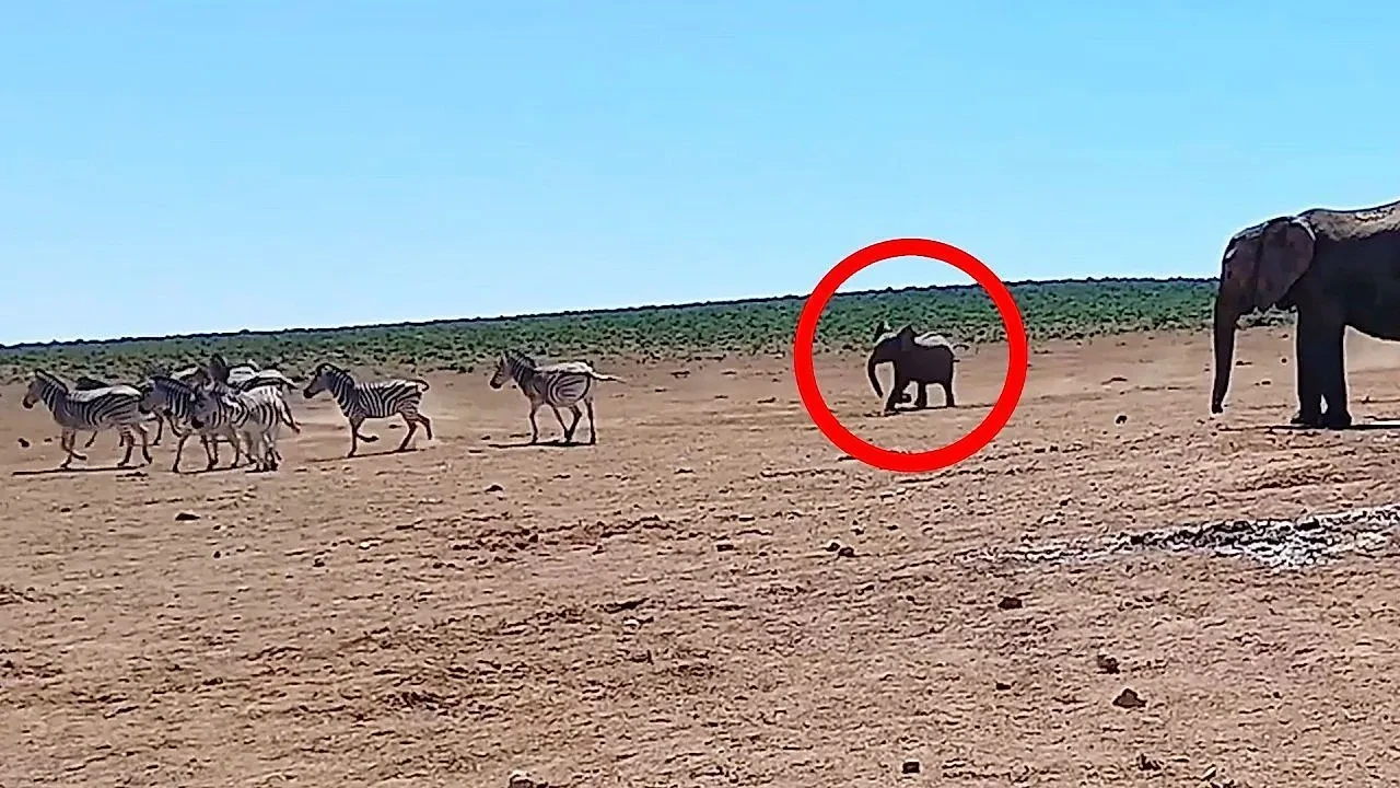 Herd of zebra chased away from waterhole – by adorable baby elephant