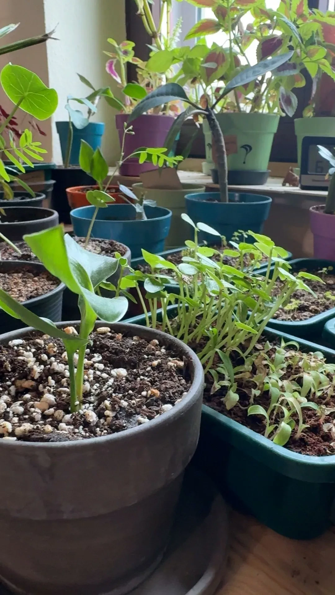 Healthy houseplants thanks to \"Plant package\"